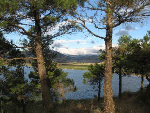  Lisi lake and pine-trees