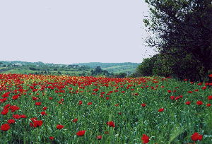  Poppy field, Signahi region, Kakheti, Georgia