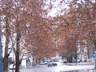 Golden winter, Tbilisi