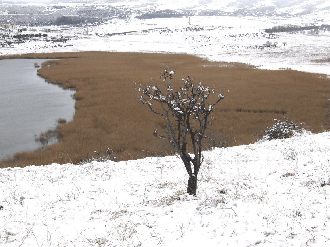 Small tree, winter, Georgia